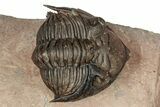 Stunning Metacanthina Trilobite - Lghaft, Morocco #339516-3